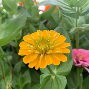 Meet your Posher, Dantia